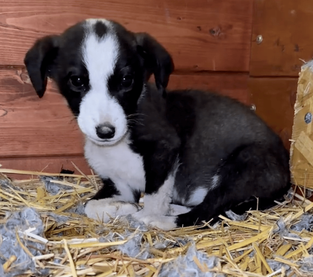Abandoned Puppy Left to Freeze at a Bus Station Thought Kindness Wasn't Real — Until This Happened